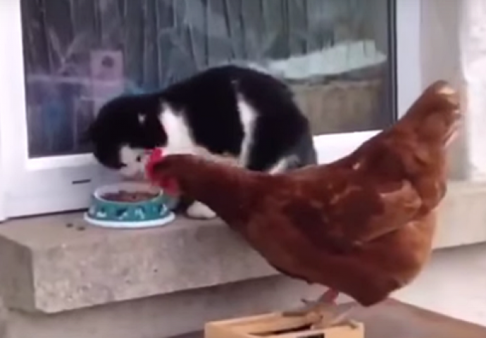 (VIDEO) Šta mislite ko je jači: Maca i koka se bore za hranu 