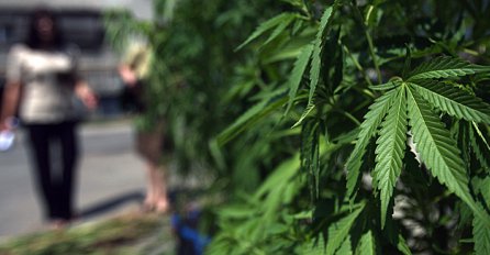 Legalizacija marihuane počela i u Europi: Koja je prva država napravila ovaj korak?