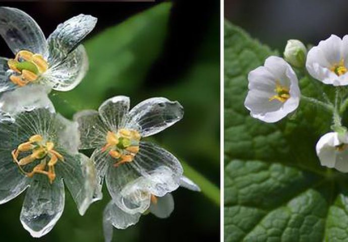 (VIDEO) Tek kad padne kiša ovaj cvijet pokaže svoju skrivenu ljepotu