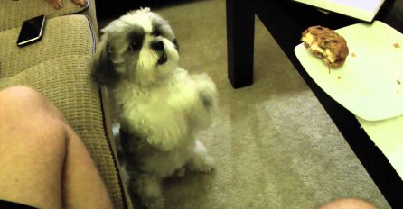(VIDEO) Ovaj psić je pravi majstor za moljakanje hrane, čak je osmislio i koreografiju
