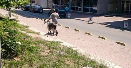 (FOTO) Neviđen prizor u centru Sarajeva: Ko se ovo cestom šeće?