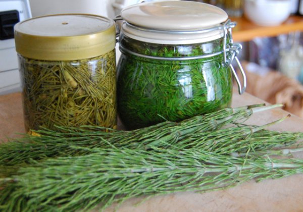 horsetail-preparations