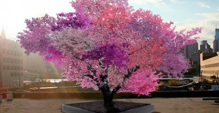 Ovo drvo rađa 40 različitih vrsta voća 