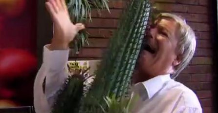 Šta se desi kada se iglice kaktusa zabodu u lice?