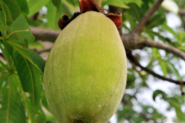 baobab-fruit