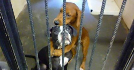 Dirljiva slika donijela lijepu vijest: Spašeni psi koji su u zagrljaju čekali smrt