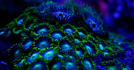 Ovo još niste vidjeli: Podvodna čuda u Crvenom moru 