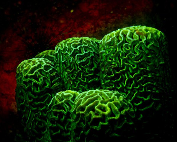 fluorescentni-korali-7