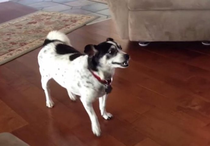 Neodlučni pas: Pogledajte kako se ovaj pas priprema za skok!