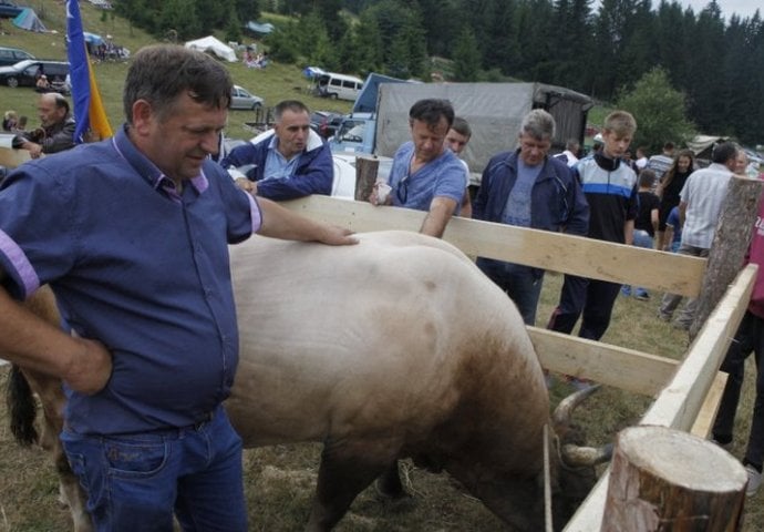 Papanluk bez granica: Pogledajte kako izgleda korida u Čevljanovićima