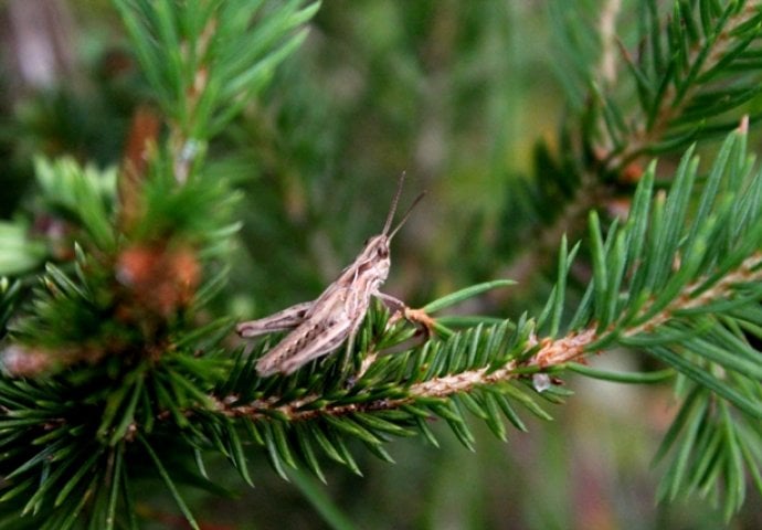 FOTO: Mikro svijet Trebevića