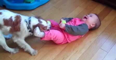 Najslađe veselje: Pogledajte neodoljivu borbu između beba i pasa!