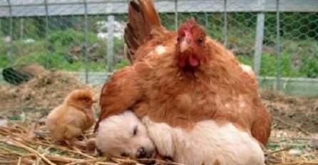 Ove životinje su potpuno zaboravile svoj identitet, pogledajte kako se ponašaju, presmiješne su!