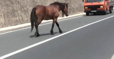 (VIDEO) Konj se uključio u saobraćaj: Dok su vozači svirali, on se šetkao!