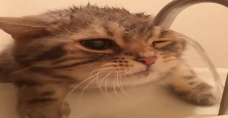 PREDIVNO: Pogledajte kako se ova slatka maca rashlađuje u ovim toplim danima  (VIDEO)