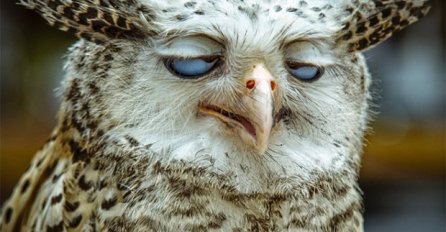 Neću više majke mi : Ove životinje su dobro objasnile  muke mamurluka