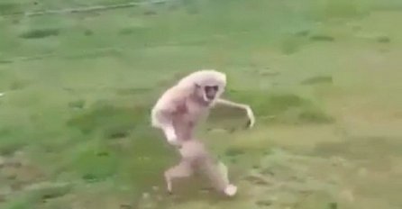 Ovaj majmun je pravo opisao situaciju kako to izgleda kada izađete ispod tuša a ono nigdje peškira!