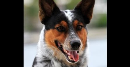 Ovo još niste vidjeli: Pas sa nevjerovatnim vještinama! 