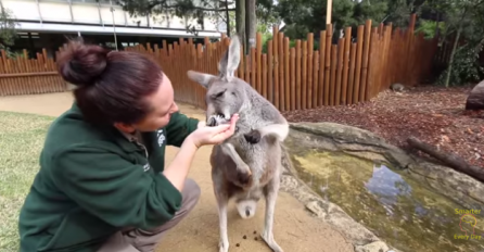 (VIDEO) Zavirite u kengurovu torbu!
