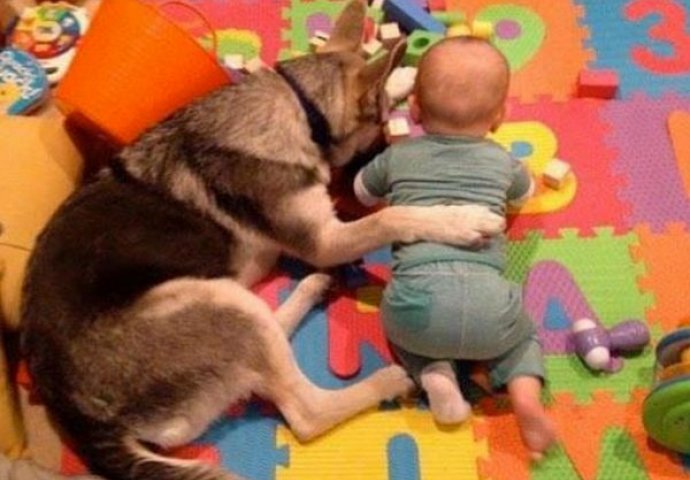 Preslatko: Kada kućni ljubimci čuvaju svoje mališane, psi i djeca najvjerniji drugovi 