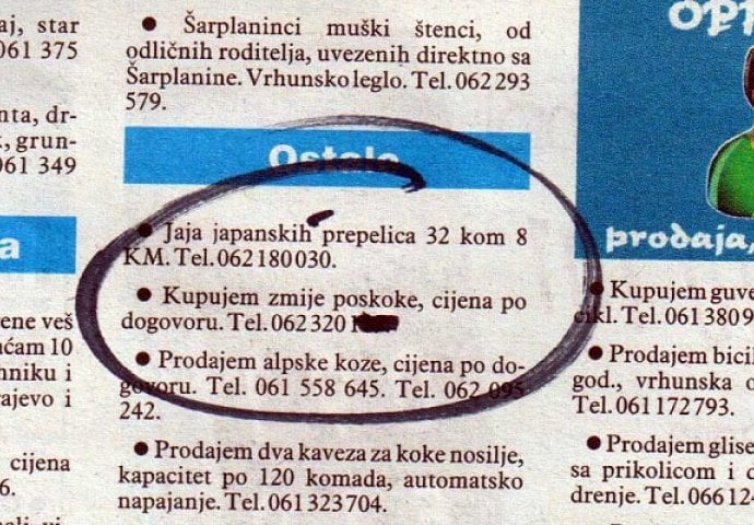 Putem oglasa kupuje zmije poskoke zbog njihovog otrova