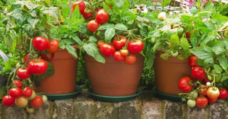 Kralj sezone: na ova tri načina sačuvajte paradajz za hladne dane 
