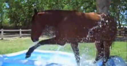 (VIDEO) Nije samo ljudima vruće, pogledajte kako do predaha dolazi konj