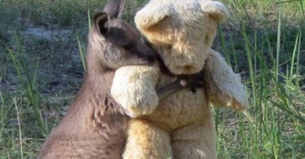 Dirljivo: Razlog zbog kojeg klokan grli medu slama srca 