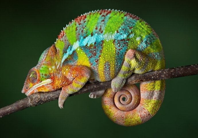 Otkrivena tajna: Kako kameleoni mijenjaju boju? 