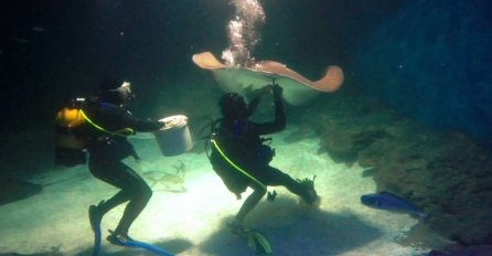 Bosanci ocjenjuju zdravstveno stanje morskih pasa u najvećem akvarijumu svijeta SeaLife u Istanbulu