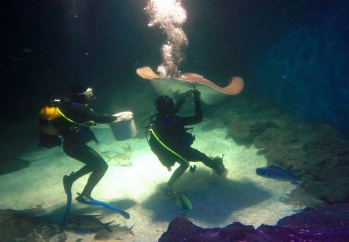 Bosanci ocjenjuju zdravstveno stanje morskih pasa u najvećem akvarijumu svijeta SeaLife u Istanbulu