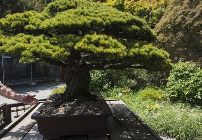 Bonsai koji je preživio bacanje atomske bombe na Hirošimu slavi 390 godina