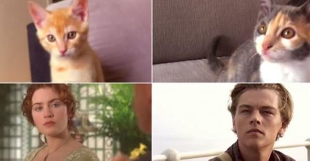 URNEBESNO: Uzeo  je dvije mačke i s njima snimio svoju (malo uvrnutu) verziju Titanika