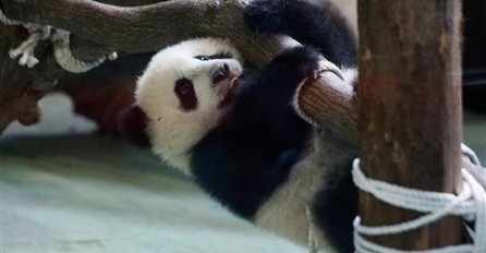 Ova panda se luda zabavlja i oduševljava sve redom u zološkom vrtu! 
