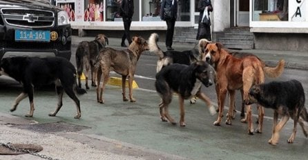 Danas počinje rješavanje problema pasa lutalica