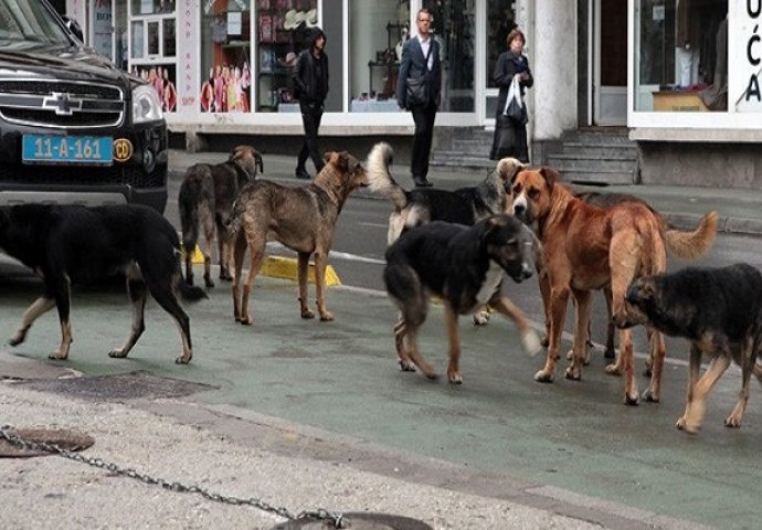 Danas počinje rješavanje problema pasa lutalica