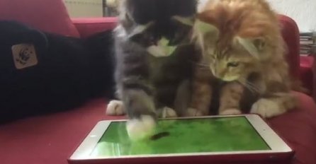 (VIDEO) Neodoljivo : Mačke love miša na tabletu!