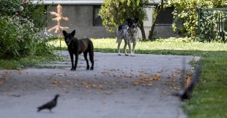 Ekipa Higijenskog servisa počela uklanjati opasne i bolesne pse u Sarajevu