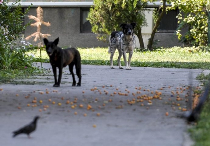 Ekipa Higijenskog servisa počela uklanjati opasne i bolesne pse u Sarajevu