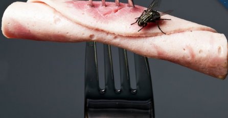 Šta se dešava sa hranom kada na nju sleti muha?