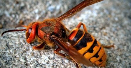 Čovjek u Srbiji  nakon ujeda insekta srušio se na zemlju i umro!