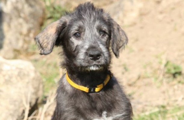 irski-vucji-hrt-1439303269-65290