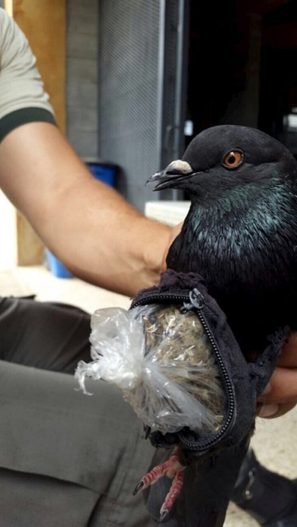 653071-golub-foto-reuters-2-ff