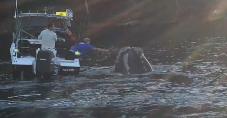 (VIDEO) Mislili su da će ih kit potopiti, ali niko nije ovo očekivao