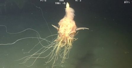 Ovo 'leteće špageti čudovište' snimili su u okeanu kod Angole