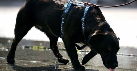Pas nanjušio bjegunce iz zatvora i pokrenuo policijsku akciju
