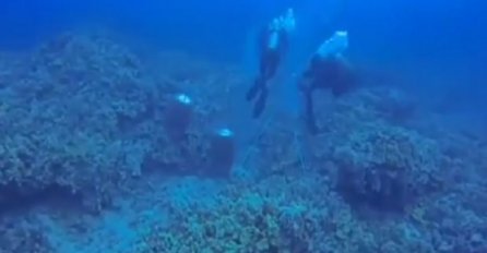 Otišli su da rone, a onda su ih  opkolile ove zvijeri! (VIDEO) 