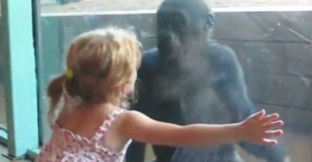 Ovaj video je osvojio svijet: Djevojčica se suočila oči u oči sa bebom gorilom! Evo šta se desilo!