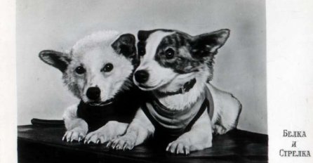 Na današnji dan Sovjeti su u svemir lansirali pse Belku i Strelku