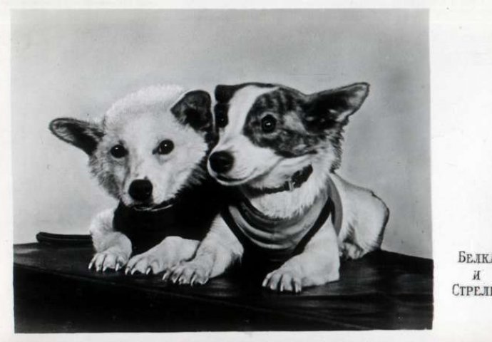 Na današnji dan Sovjeti su u svemir lansirali pse Belku i Strelku